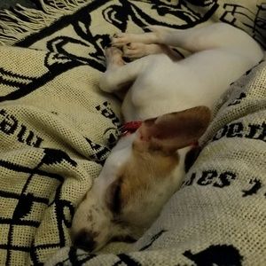 Meet your Posher, Neci